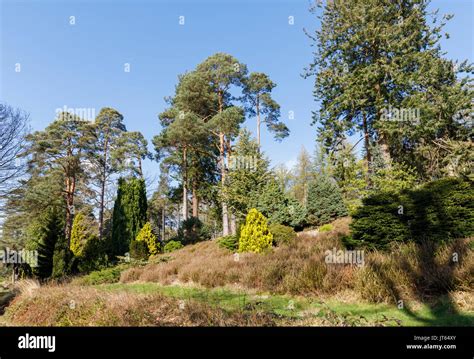 pinwyum|About Bedgebury, the National Pinetum .